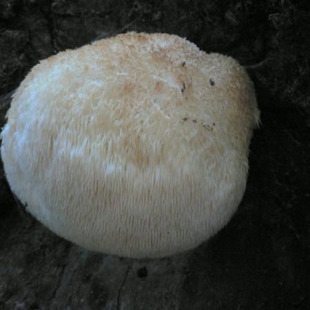 Hericium erinaceus